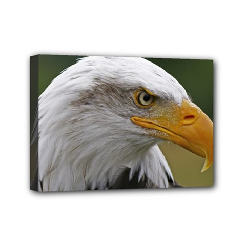 Bald Eagle (2) Mini Canvas 7  X 5  (framed) by smokeart