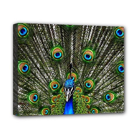 Peacock Canvas 10  X 8  (framed) by Siebenhuehner