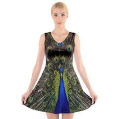 Bird Peacock Display Full Elegant Plumage V-neck Sleeveless Skater Dress by Amaryn4rt