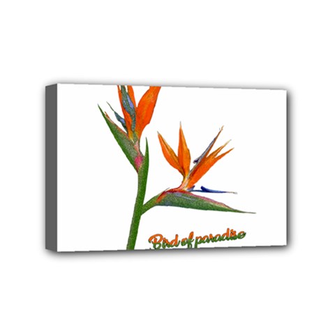 Bird Of Paradise Mini Canvas 6  X 4  by Valentinaart