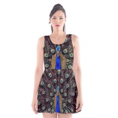 Peacock Scoop Neck Skater Dress by BangZart