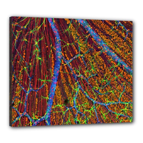 Neurobiology Canvas 24  X 20  by BangZart