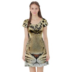 Leopard Face Short Sleeve Skater Dress by BangZart