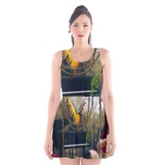 Funny Parrots In A Fantasy World Scoop Neck Skater Dress by FantasyWorld7