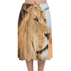 Big Male Lion Looking Right Velvet Flared Midi Skirt by Ucco