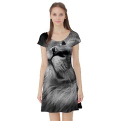 Feline Lion Tawny African Zoo Short Sleeve Skater Dress by BangZart