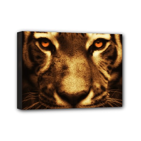 Cat Tiger Animal Wildlife Wild Mini Canvas 7  X 5  by Celenk