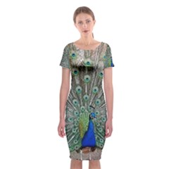 Peacock Bird Animal Feather Classic Short Sleeve Midi Dress by Pakrebo