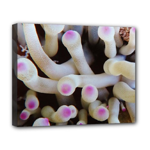 Sea Anemone Deluxe Canvas 20  X 16  (stretched) by TheLazyPineapple