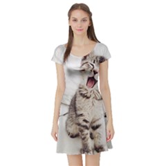 Laughing Kitten Short Sleeve Skater Dress by Sparkle