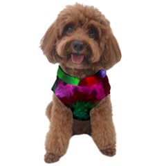 Rainbow Waves Dog Sweater by Sparkle