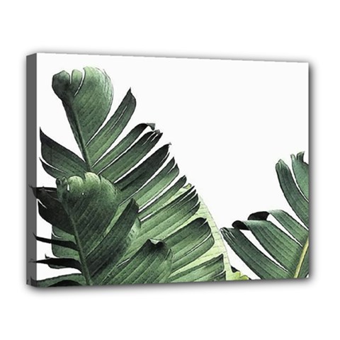 Banana Leaves Canvas 14  X 11  (stretched) by goljakoff