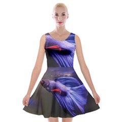 Betta Fish Photo And Wallpaper Cute Betta Fish Pictures Velvet Skater Dress by StoreofSuccess