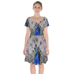 Peacock Bird Animal Feather Nature Colorful Short Sleeve Bardot Dress by Ravend