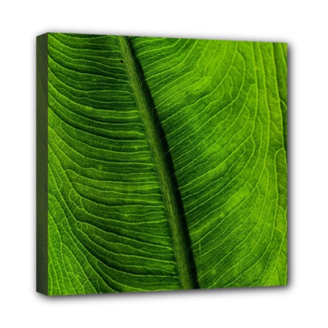 Green-leaf-plant-freshness-color Mini Canvas 8  X 8  (stretched) by Bedest