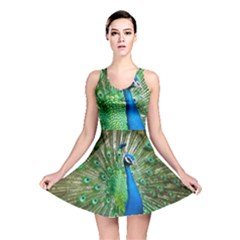 Peafowl Peacock Reversible Skater Dress by Sarkoni