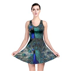 Blue And Green Peacock Reversible Skater Dress by Sarkoni