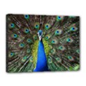 Peacock Bird Feathers Pheasant Nature Animal Texture Pattern Canvas 16  x 12  (Stretched) View1