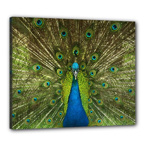 Peacock Feathers Bird Plumage Canvas 24  X 20  (stretched) by Perong