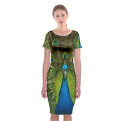 Peacock Feathers Bird Plumage Classic Short Sleeve Midi Dress by Perong