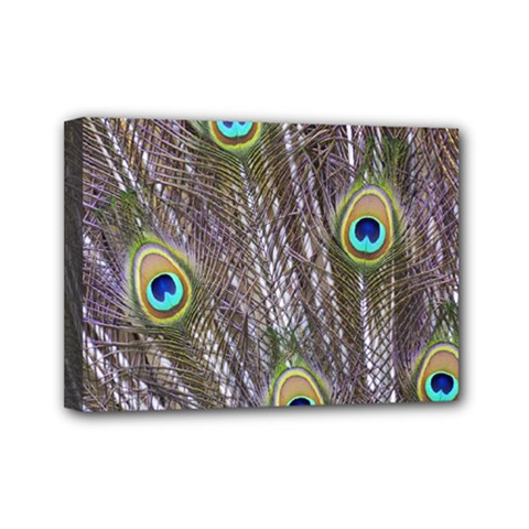 Peacock Bird Feathers Plumage Peacock Mini Canvas 7  X 5  (stretched) by Perong