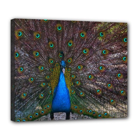 Bird Peacock Feathers Deluxe Canvas 24  X 20  (stretched) by Perong