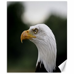 Bald Eagle (1) Canvas 8  X 10  (unframed) by smokeart