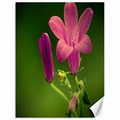 Campanula Close Up Canvas 18  X 24  (unframed) by Siebenhuehner