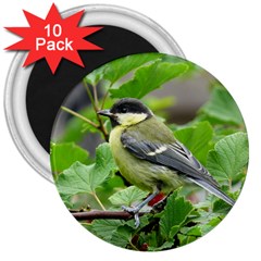 Songbird 3  Button Magnet (10 Pack) by Siebenhuehner