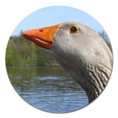 Geese Magnet 5  (round) by Siebenhuehner