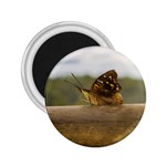 Butterfly against Blur Background at Iguazu Park 2.25  Magnets Front