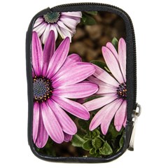 Beautiful Colourful African Daisies  Compact Camera Cases by OZMedia