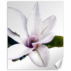 Magnolia Wit Aquarel Painting Art Canvas 16  X 20   by picsaspassion