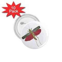 Grasshopper Insect Animal Isolated 1 75  Buttons (10 Pack) by Nexatart