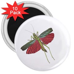 Grasshopper Insect Animal Isolated 3  Magnets (10 Pack)  by Nexatart