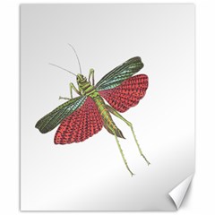 Grasshopper Insect Animal Isolated Canvas 8  X 10  by Nexatart