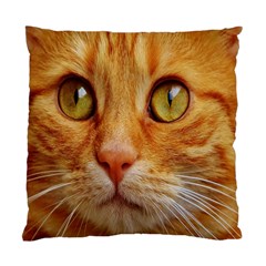 Cat Red Cute Mackerel Tiger Sweet Standard Cushion Case (two Sides) by Nexatart