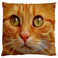 Cat Red Cute Mackerel Tiger Sweet Standard Flano Cushion Case (one Side) by Nexatart