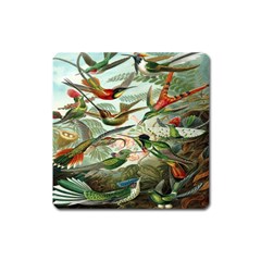 Beautiful Bird Square Magnet by Nexatart