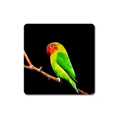 Parrot  Square Magnet by Valentinaart