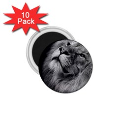 Feline Lion Tawny African Zoo 1 75  Magnets (10 Pack)  by BangZart