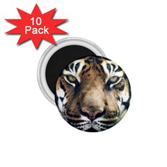 Tiger Bengal Stripes Eyes Close 1 75  Magnets (10 Pack)  by BangZart