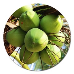 Coconuts 1 Magnet 5  (round) by trendistuff