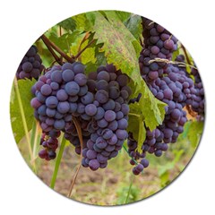 Grapes 4 Magnet 5  (round) by trendistuff