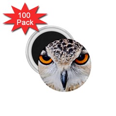 Owl Face 1 75  Magnets (100 Pack)  by Sapixe