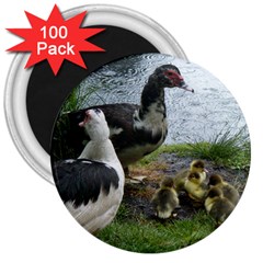 Muscovy Family 3  Magnets (100 Pack) by IIPhotographyAndDesigns