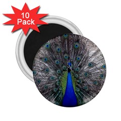 Peacock Bird Animals Pen Plumage 2 25  Magnets (10 Pack)  by Sapixe