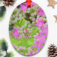 Hot Pink Succulent Sedum With Fleshy Green Leaves Oval Ornament (two Sides) by myrubiogarden