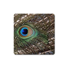 Peacock Tail Feathers Square Magnet by Wegoenart