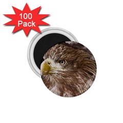 Sea Eagle Raptor Nature Predator 1 75  Magnets (100 Pack)  by Pakrebo